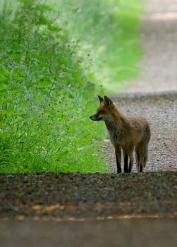04-11-gunnar-petersen-en-dag-i-skoven