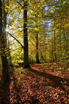 04-11-jan-petersen-en-dag-i-skoven