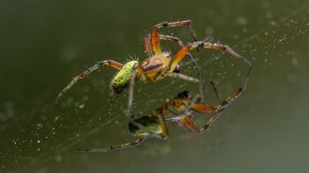 04-11-søren-gylck-en-dag-i-makroverden