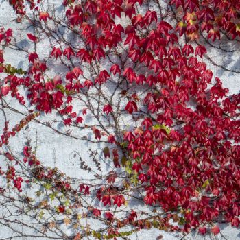 04-11-ulrichhoelscher-en-dag-i-efteraret-1